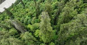 Mira las fotos: Encontraron el segundo árbol más alto del mundo en China