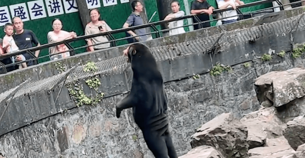 zoologico-china-oso-reales-personas-disfrazadas-video