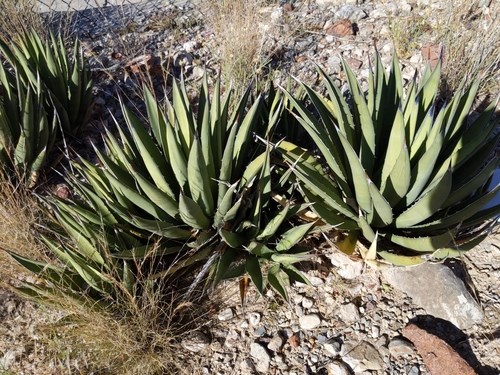 Bromelia del Charco: Descubrieron una nueva planta en México y te contamos todo sobre ella