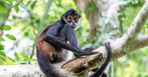 Lugares para avistar monos araña en México