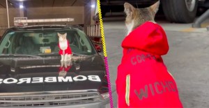 Sniff: Murió 'Wicho', el primer gatito bombero de CDMX