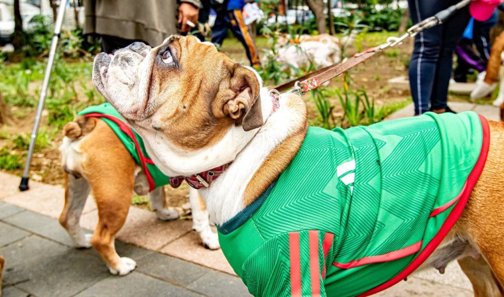 Hotel para perros y gatos abandonados de CDMX.