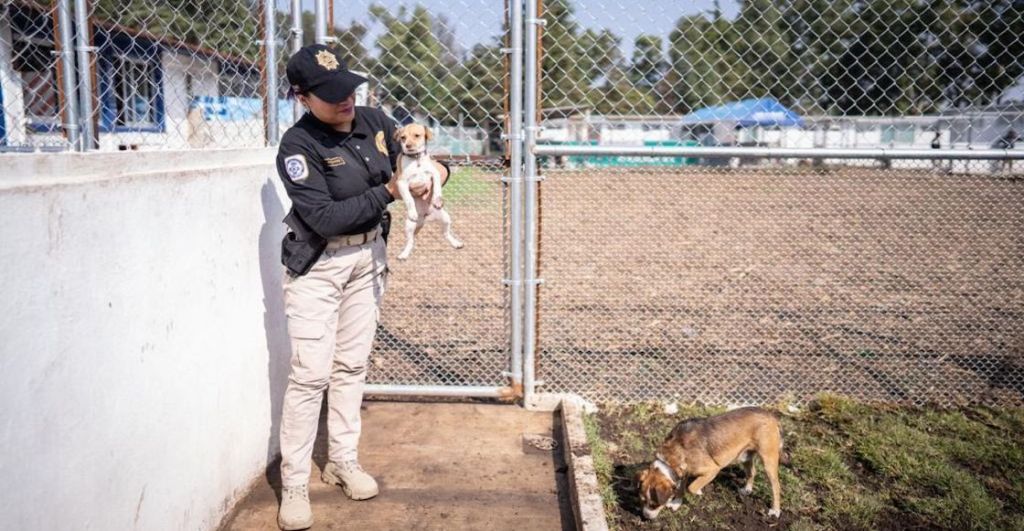 La ciudad de perritos y gatos dentro de CDMX: Uno de los refugios contra el maltrato animal