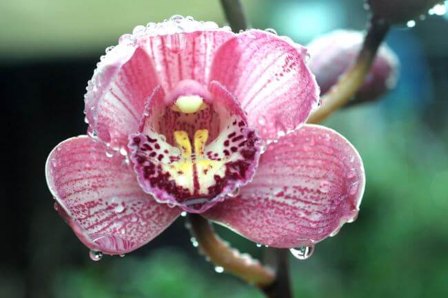 La enigmática Isla de las Orquídeas en Chiapas