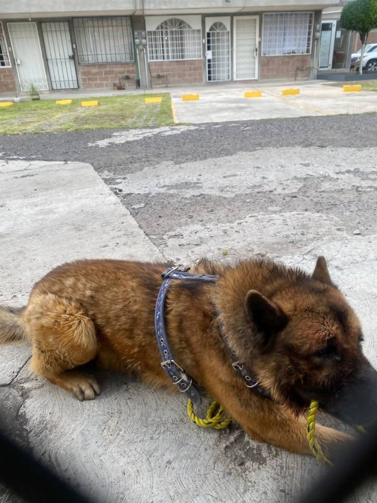 Justicia Para Kuko: ¿En qué va el caso del perrito guía asesinado a golpes en Edomex?