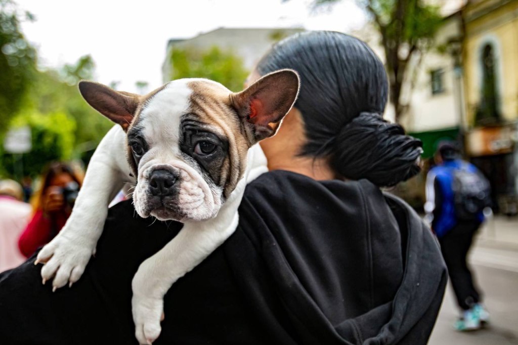 Hotel para perros y gatos abandonados de CDMX.