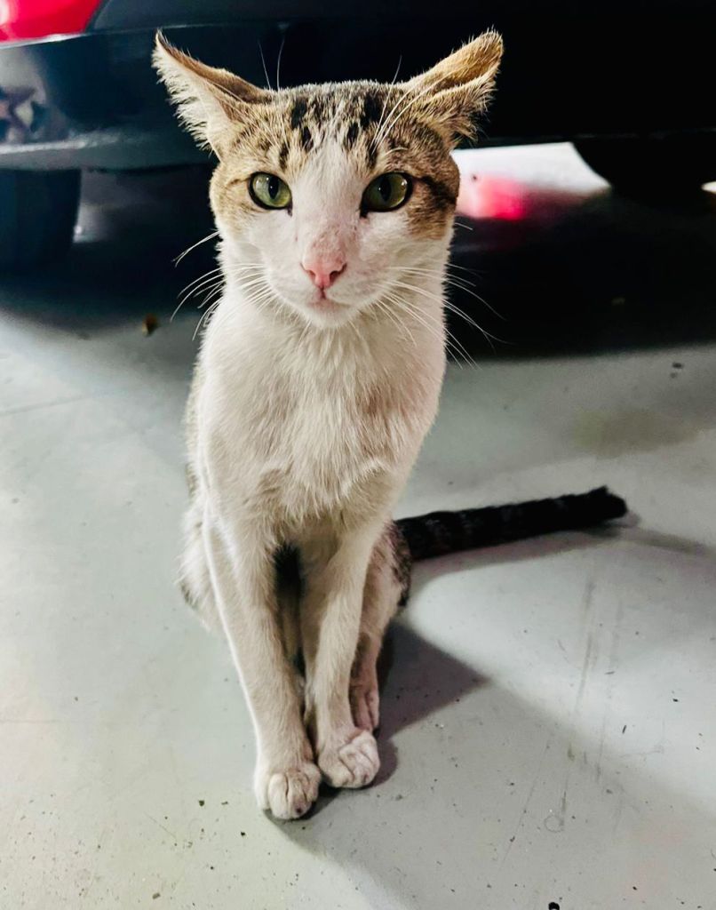 Sniff: Murió 'Wicho', el primer gatito bombero de CDMX