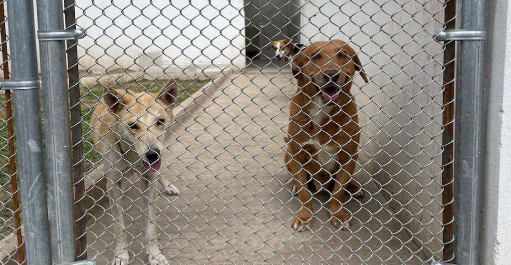 La ciudad de perritos y gatos dentro de CDMX: Uno de los refugios contra el maltrato animal