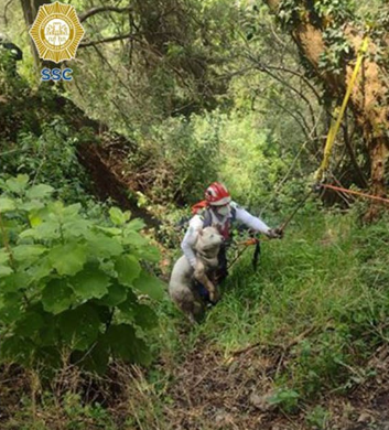 Joven quedó atrapado en barranco de Chapultepec al intentar ayudar a un perrito