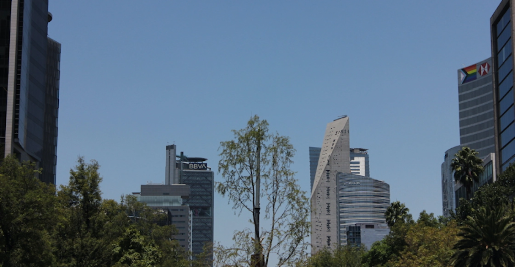 Segundo ahuehuete de Reforma también está muriendo.