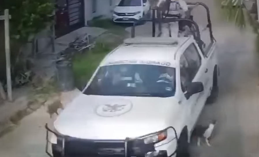 Video muestra a Guardia Nacional atropellando a dos perritos en Acapulco