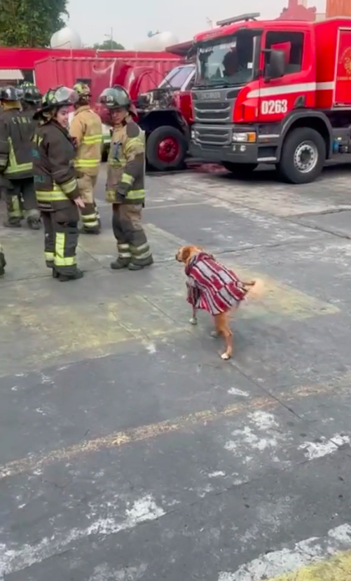 Sniff: Murió 'Wicho', el primer gatito bombero de CDMX