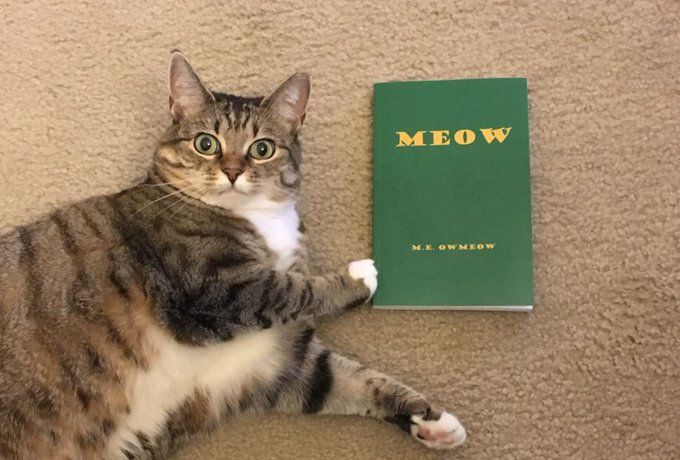 Meow: El libro para gatos escrito por... ¿un gato? 