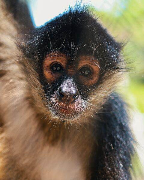 Lugares para avistar monos araña en México