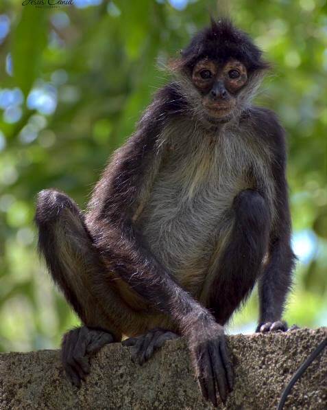 Lugares para avistar monos araña en México