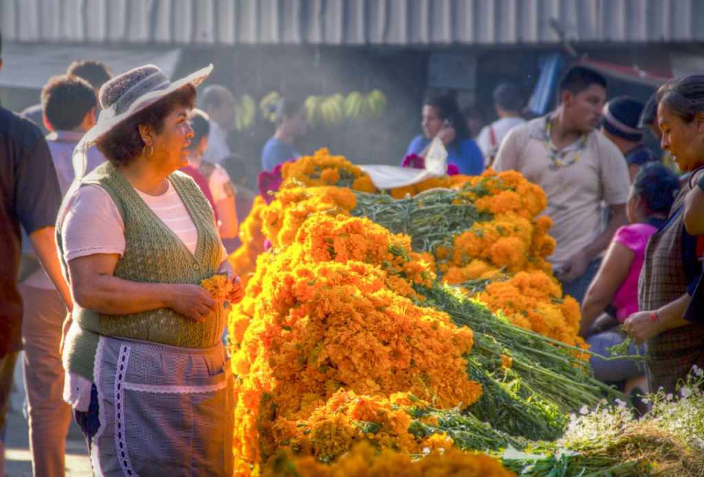 Lugares para comprar plantas en la CDMX