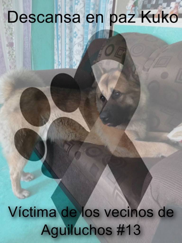 Justicia Para Kuko: ¿En qué va el caso del perrito guía asesinado a golpes en Edomex?