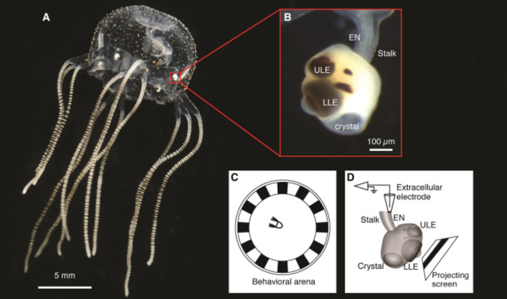 Medusas sin cerebro.