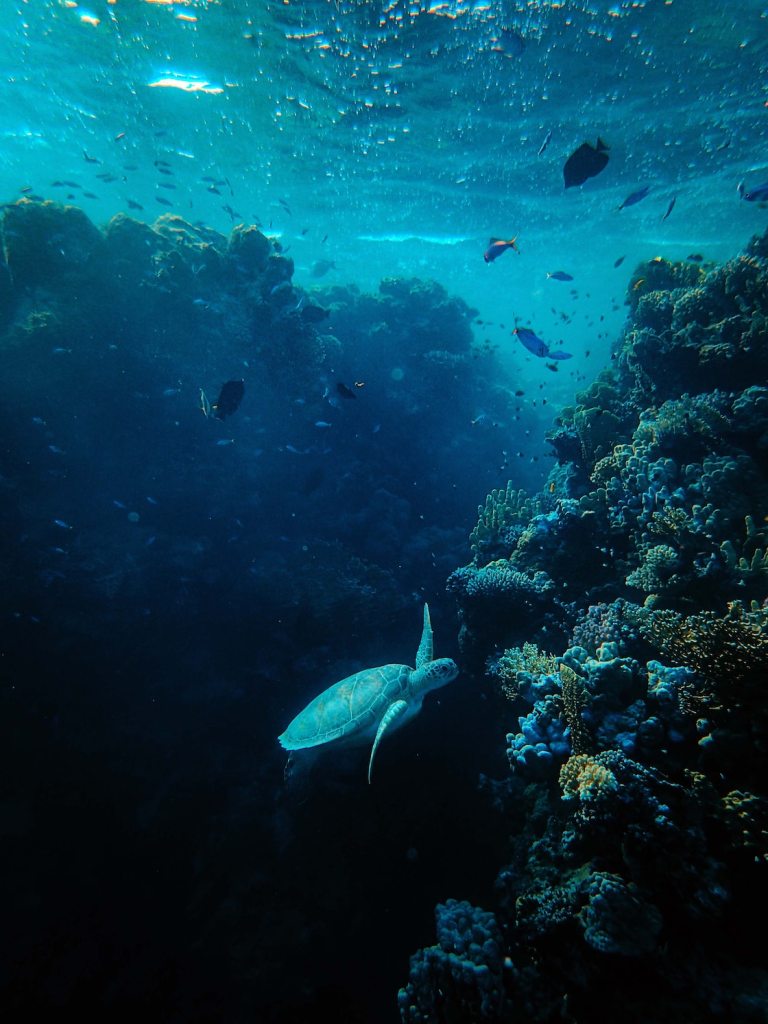 Descubrieron un extraño virus en la Fosa de las Marianas.