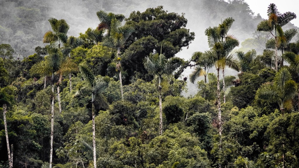Repoblar los bosques talados con una variedad de especies acelera su restauración: estudio - selva-bosque-amazonia-1024x576