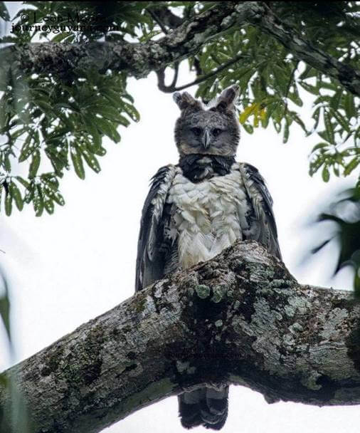 Pequeño atlas de águilas mexicanas