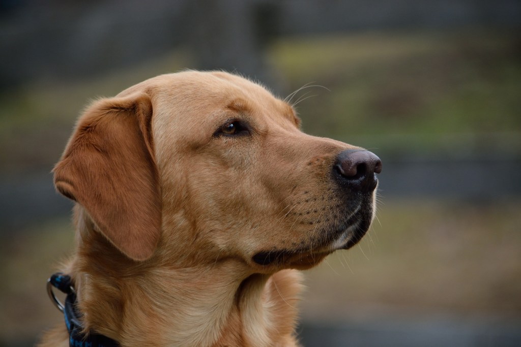 La historia de Awang, el perrito que murió tras salvarle la vida a su dueño