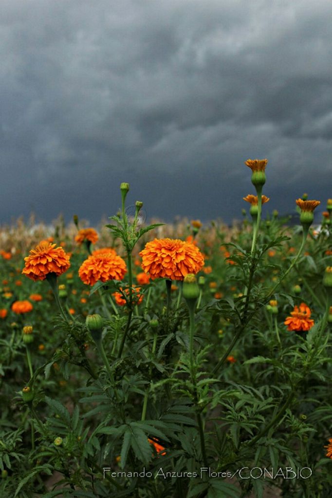 Tagetes-erecta-flor-cempasuchil-mexico