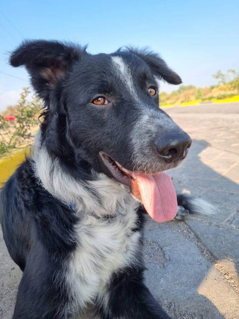 Se roban una camioneta con todo y perro.