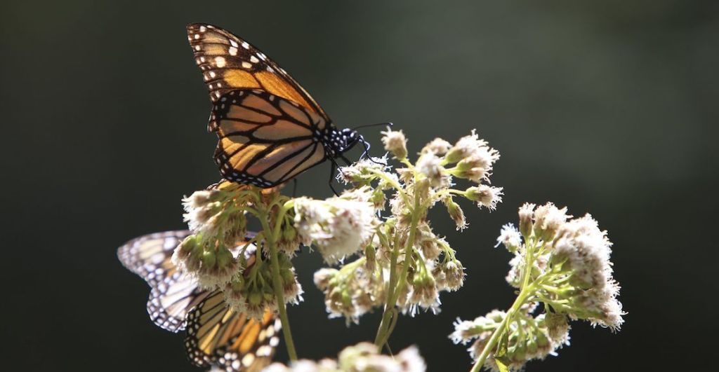 datos-mariposas-monarca-mexico