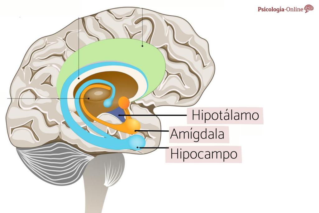 Ay, nanita: ¿Cómo se produce el miedo en el cerebro?