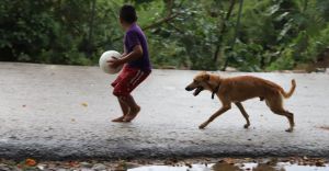 Centros de acopio para animales de Acapulco.