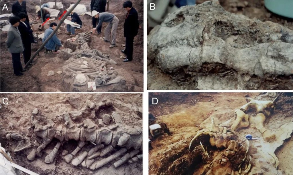 Descubren en China el conjunto de huevos y adultos de dinosaurios más antiguo del mundo. Foto de Global Times