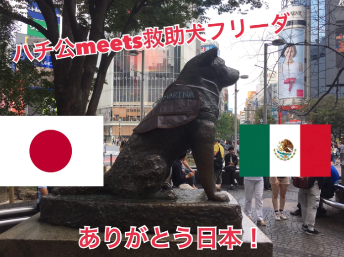 Hachiko mexicano: Perrito espera a su dueña en casa meses después de su muerte