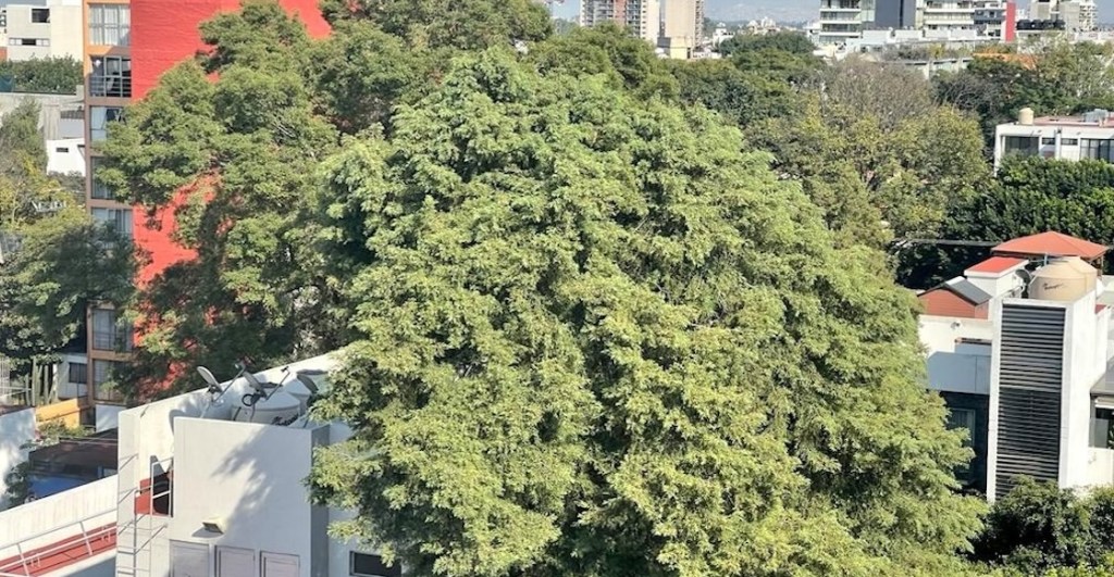 Eugenio, el árbol de 150 años que quieren talar para hacer departamentos en la Del Valle