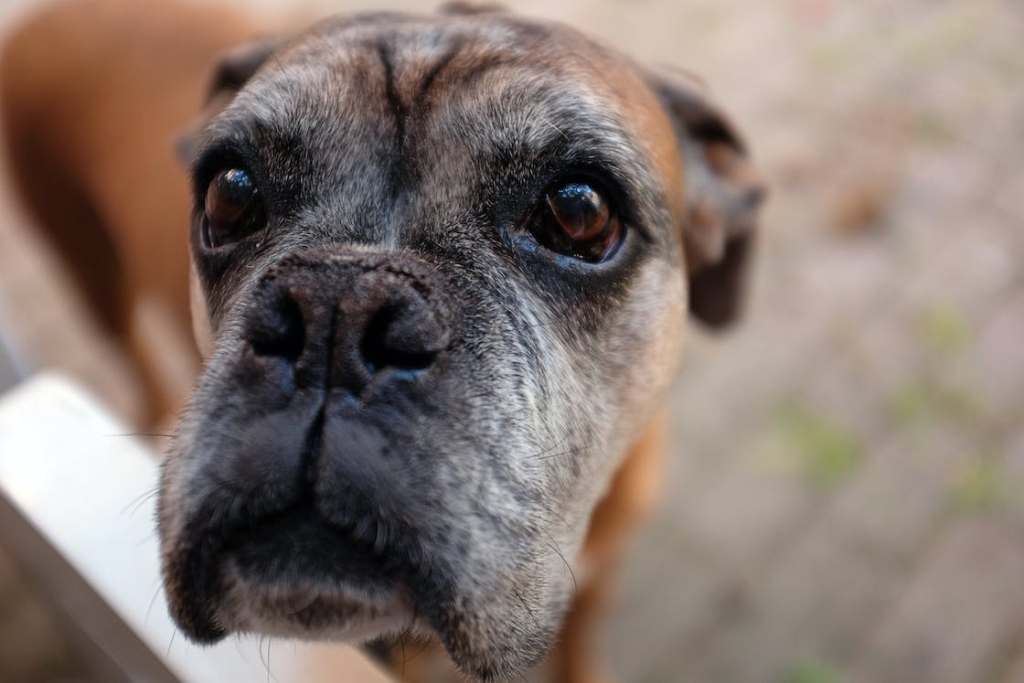 Medicamentos para prolongar la vida de los perros.