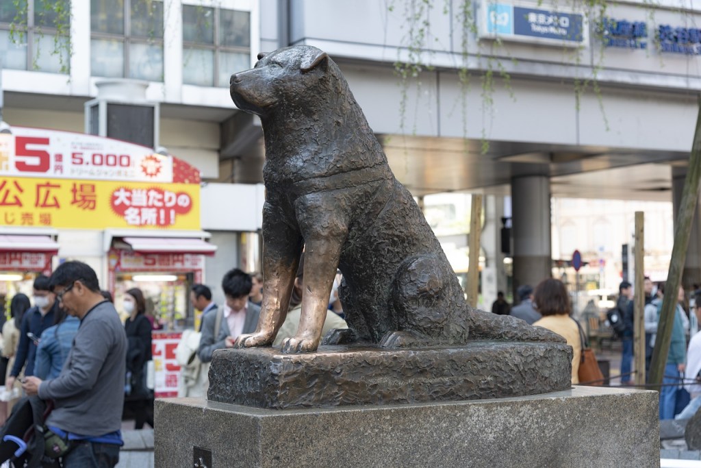 Hachiko mexicano: Perrito espera a su dueña en casa meses después de su muerte