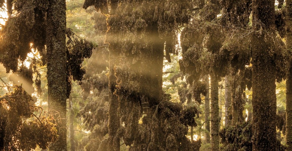 Pásenle a ver las mejores fotos de National Geographic en 2023