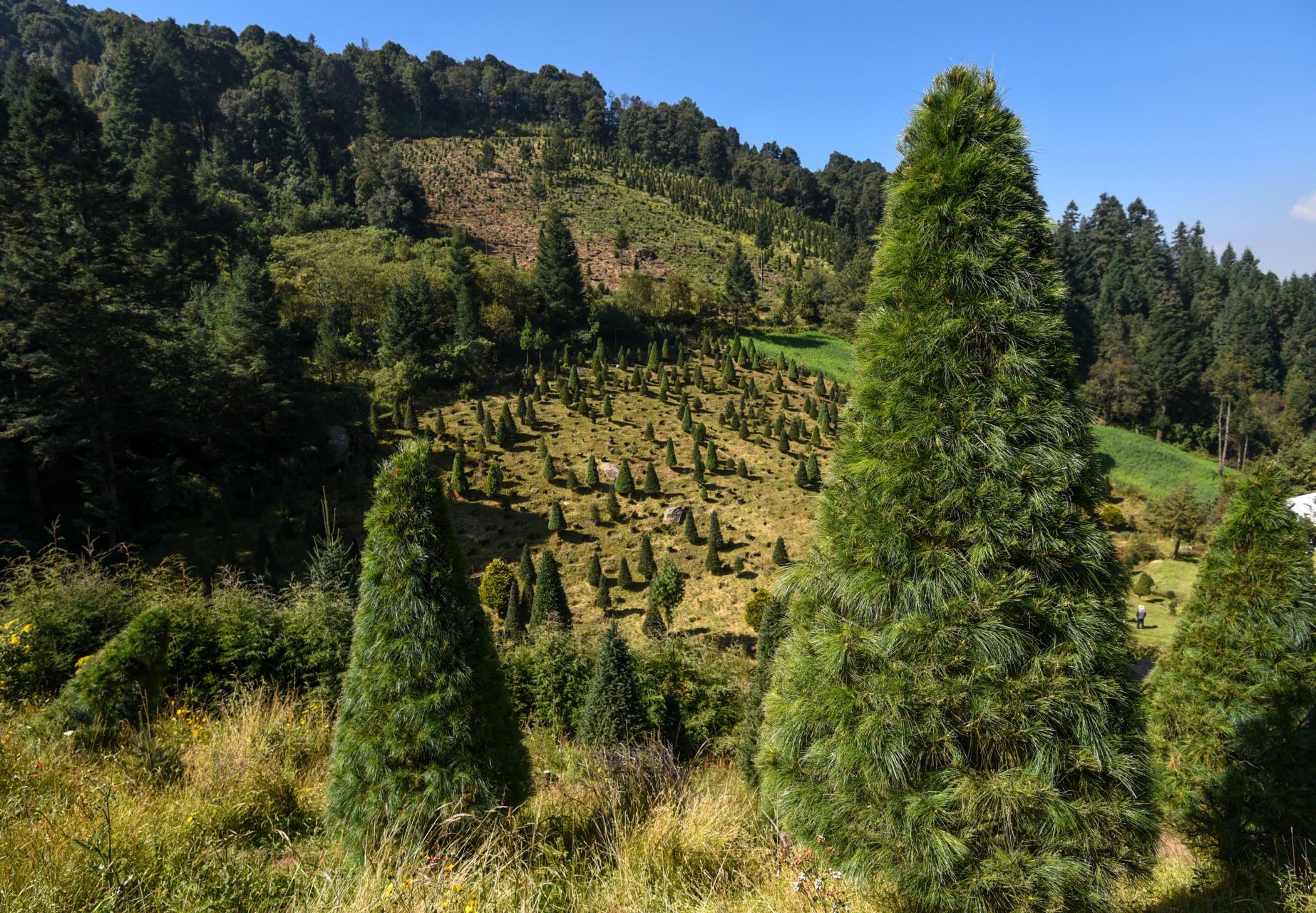 Productores de árboles de Navidad de San Miguel Mimiapan y Santiago Tecojotillos en Xonacatlán iniciaron el corte y venta de árboles, con 99 hectáreas sembradas con especies como Oyamel, Ayacahuite y Pseudotsuga, tienen listos 50 mil árboles para su corte y comercialización.