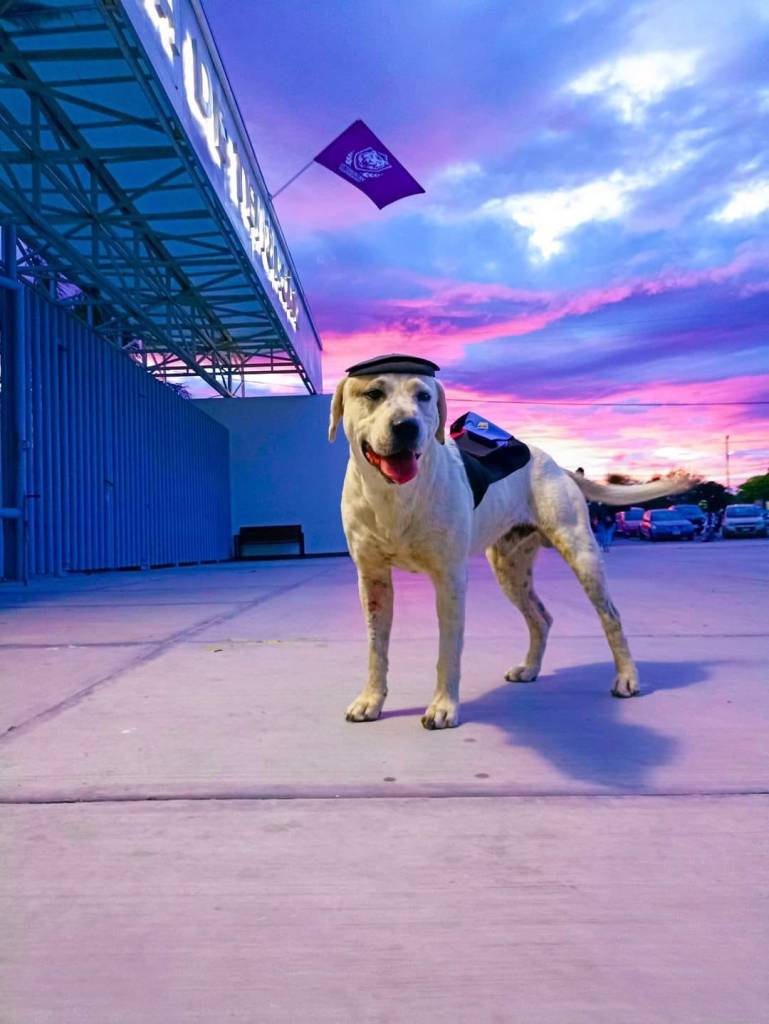 Justicia Para Ingeniero: Mataron a un perrito adoptado en la UTT de Tehuacán