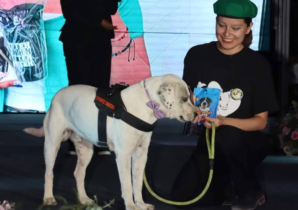 Justicia Para Ingeniero: Mataron a un perrito adoptado en la UTT de Tehuacán