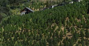 arboles-navidad-naturales-estado-mexico