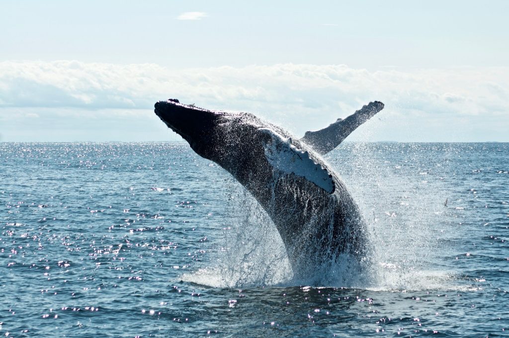 Ballenas desarrollaron su enorme tamaño hace 19 millones de años, revela estudio. Foto de Unsplash