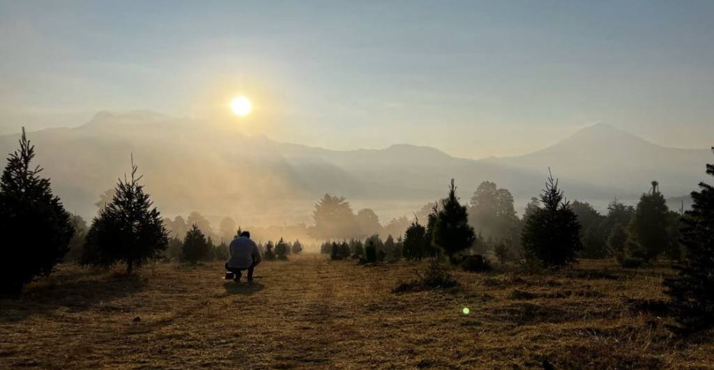 Amecameca, el famoso Bosque de los Árboles de Navidad