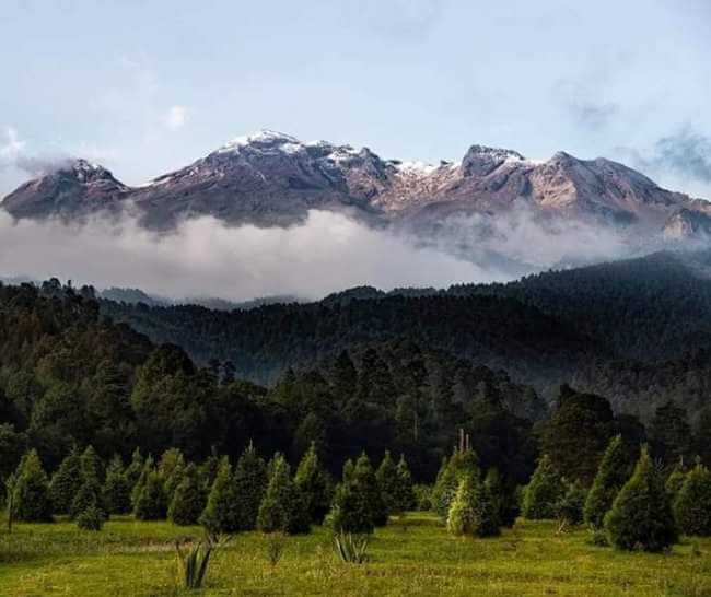 Amecameca, el famoso Bosque de los Árboles de Navidad