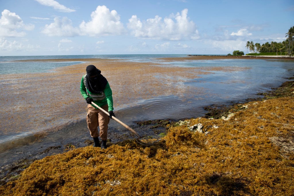 Buscan solución a problema de sargazo en el Caribe ante récord