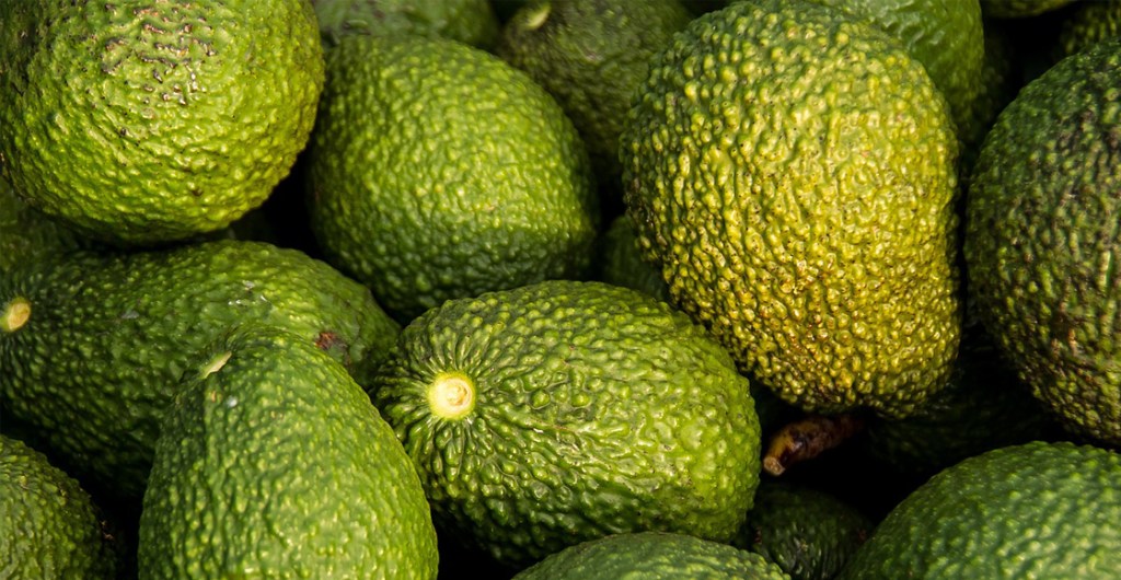 aguacate-precio-kilo