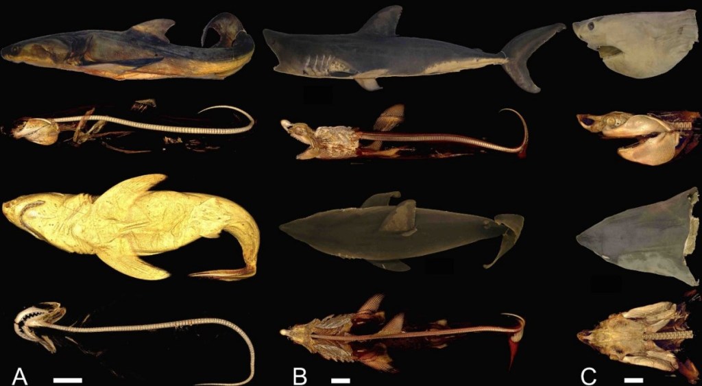 El Megalodón no fue ni tan grande ni tan monstruoso como lo pintan en las películas - comparativa-de-tiburones-para-hallar-tamano-del-megalodon-1024x563