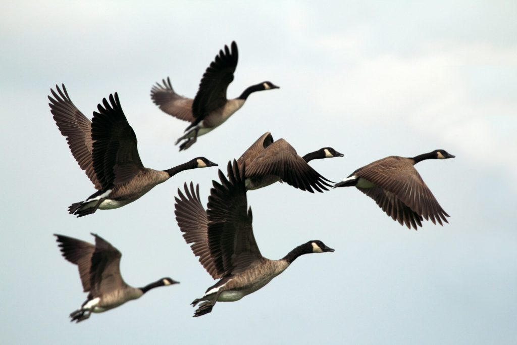 Aves modernas evolucionaron antes de la extinción de los dinosaurios, según un estudio. Foto de Unsplash