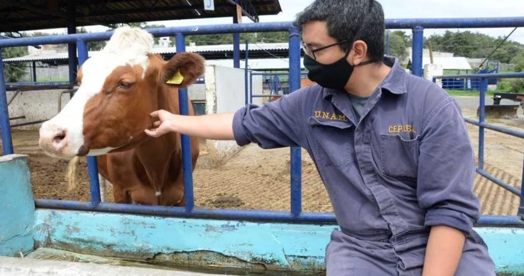 animales vaca veterinario unam