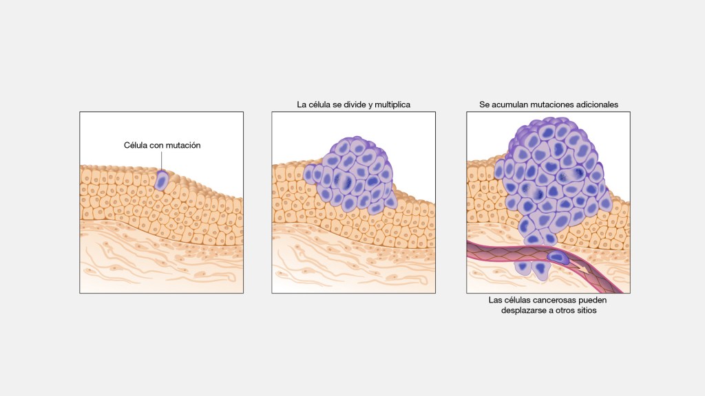 Así se reproducen las células cancerígenas en el cuerpo.